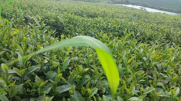 Vườn trà được trồng và sản xuất trà đen