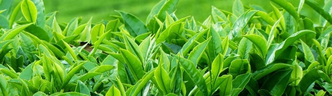 Knowledge of green tea